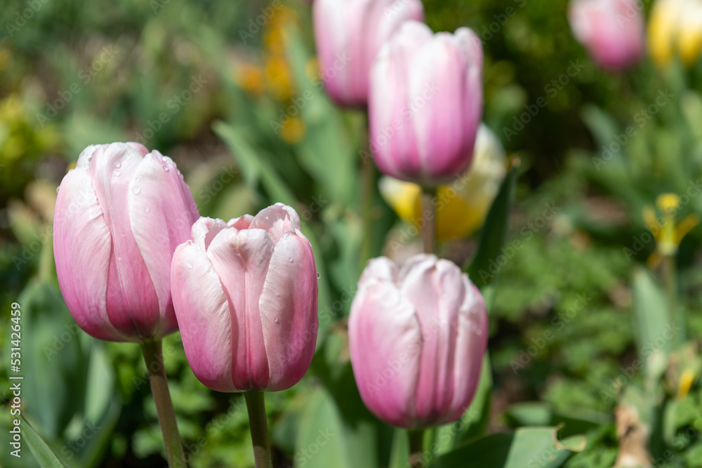 Garden tulips (tulipa gesneriana) in bloom