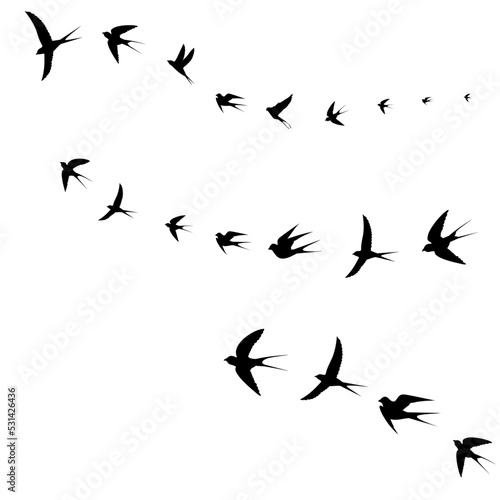 birds fly together