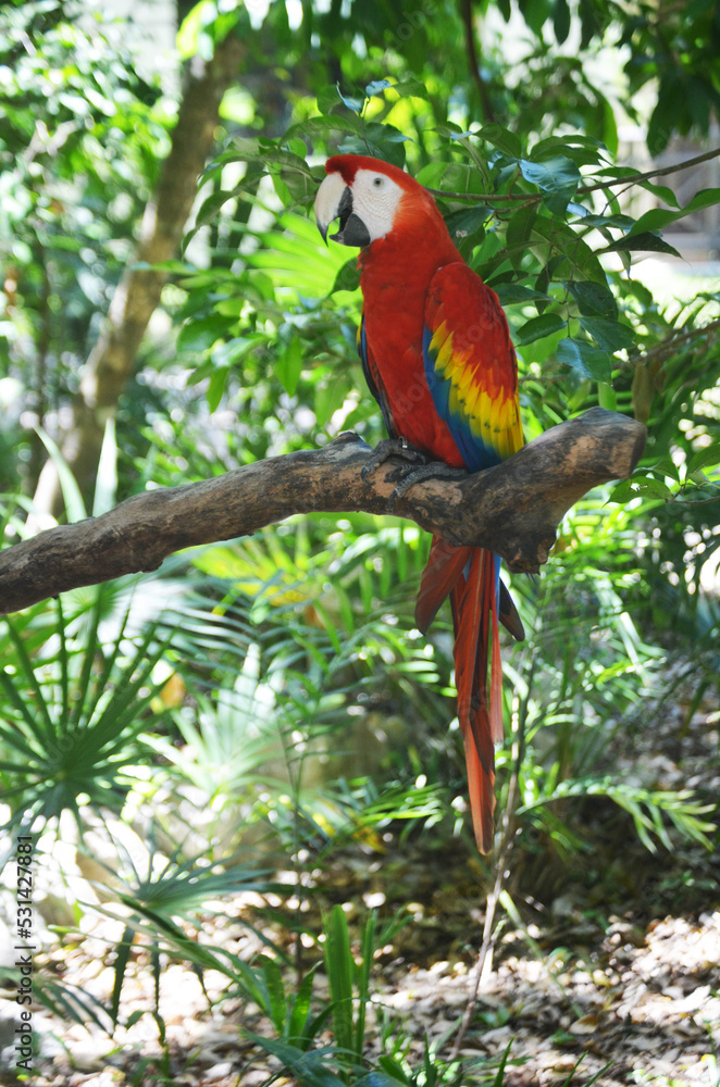 Obraz premium Colorful parrots waiting on the perch