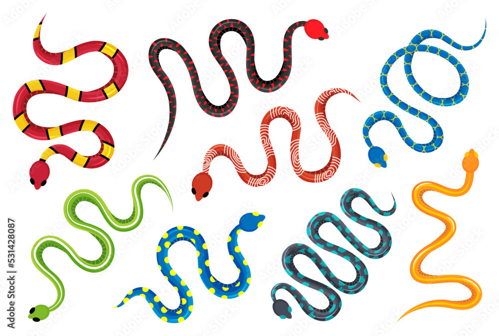 Colored snakes set. Tropical toxic reptile. Dangerous exotic rattlesnakes and cobra illustration. Wild poisonous snakes isolated on white background. Colored snakes set. Tropical toxic reptile. Dangerous exotic rattlesnakes and cobra illustration. Wild poisonous snakes isolated on white background.