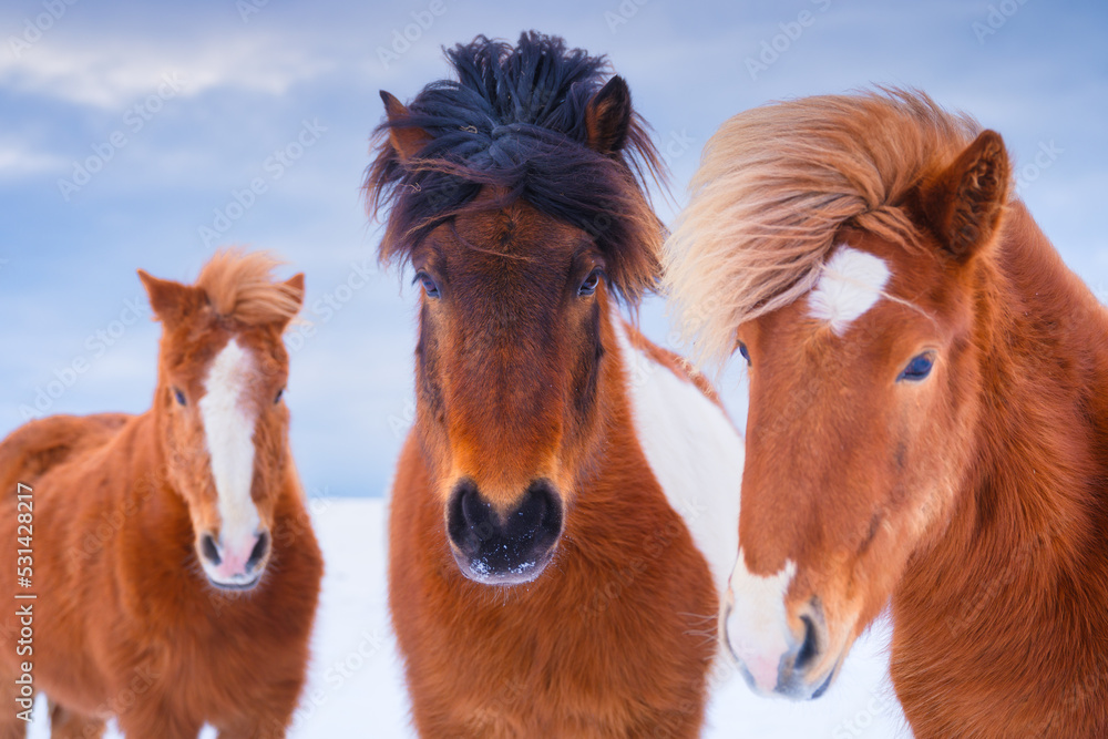 Horses in Iceland. Wild horses in a group. Horses on the Westfjord in Iceland. Composition with wild animals. Travel -image Horses in Iceland. Wild horses in a group. Horses on the Westfjord in Iceland. Composition with wild animals. Travel -image