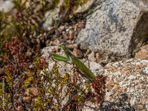 Mantis religiosa en la Sierra de Guadarrana