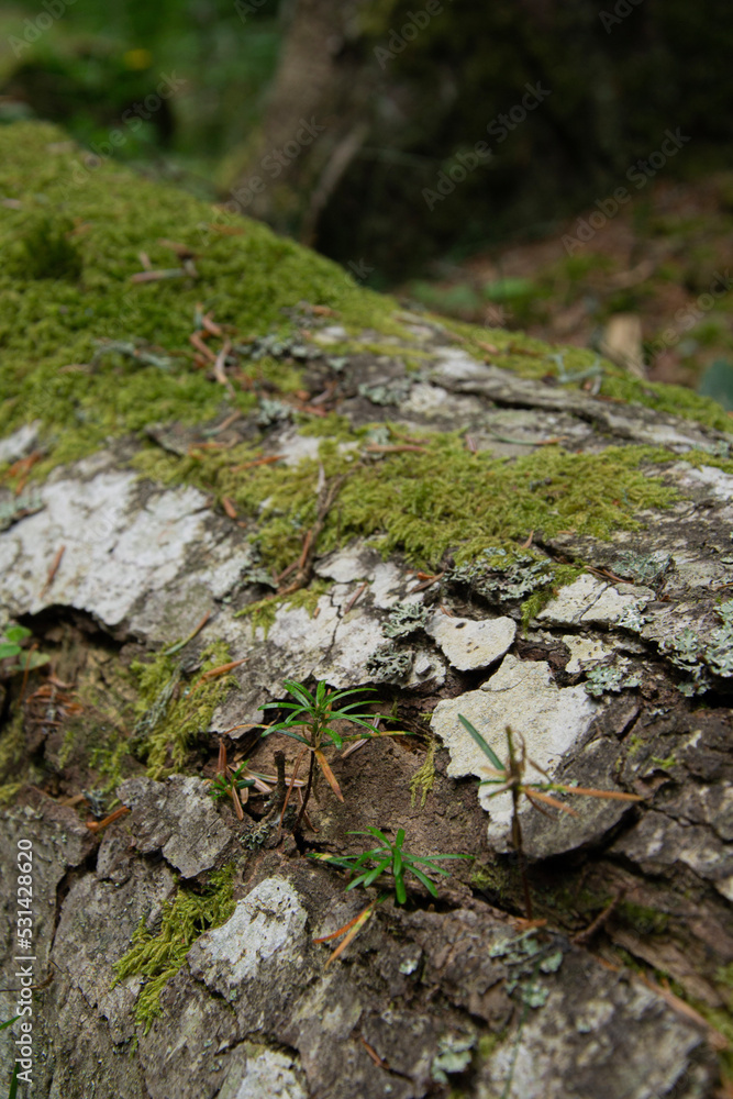 moss on tree bark moss on tree bark