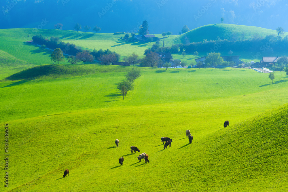 A cow in a pasture on a sunny day. Agriculture in Switzerland. Fields and meadows. Natural landscape in summer time. Photo in high resolution.