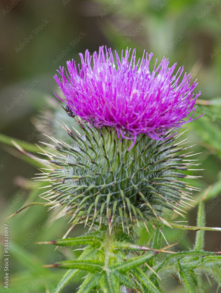 Scottish Thistle, Troup Head, Banff, Scotland, United Kingdom Scottish Thistle, Troup Head, Banff, Scotland, United Kingdom