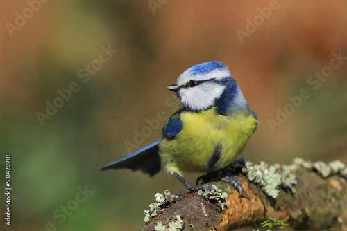 A cute blue tit sitting on the branch. Portrait of a colorful titmouse. Cyanistes caeruleus