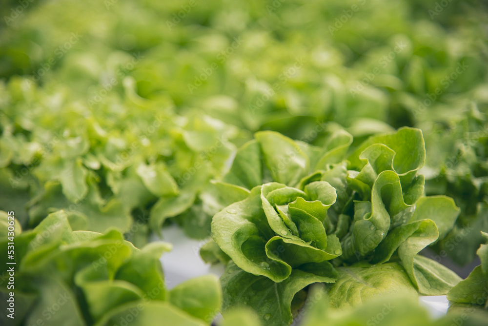 Salad farm vegetable green oak lettuce. Close up fresh organic hydroponic vegetable plantation produce green salad hydroponic cultivate farm. Green oak lettuce salad in green Organic plantation Farm Salad farm vegetable green oak lettuce. Close up fresh organic hydroponic vegetable plantation produce green salad hydroponic cultivate farm. Green oak lettuce salad in green Organic plantation Farm