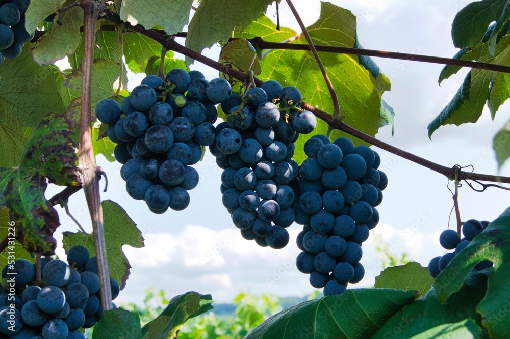 Finger Lakes region, grapes, grapevines Stock Photo Adobe Stock