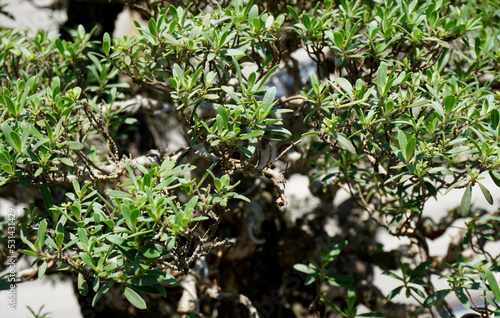 selective focus of Santigi tree leaves (Pemphis acidula)  photo