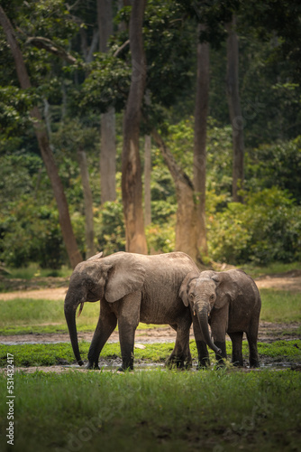 Canvas Print forest elephants in the wild, Central African Republic