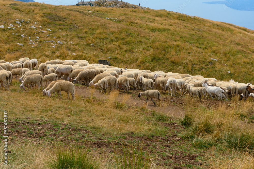Big flock of sheep and goats grazing on the top of Monte Baldo, Italy. The lake Garda is in the background. The flock is being shepherded to a new area. It is a beautiful sunny summer day. Big flock of sheep and goats grazing on the top of Monte Baldo, Italy. The lake Garda is in the background. The flock is being shepherded to a new area. It is a beautiful sunny summer day.