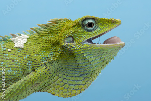 Closeup head of Green lizard with blue background, Green lizard closeup head, Closeup head Jubata Lizard © kuritafsheen