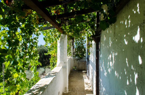 Il balcone coperto da un pergolato su cui cresce una vite in una masseria in Salento in Puglia photo