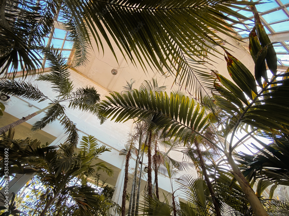 Fototapeta premium Palmenhaus