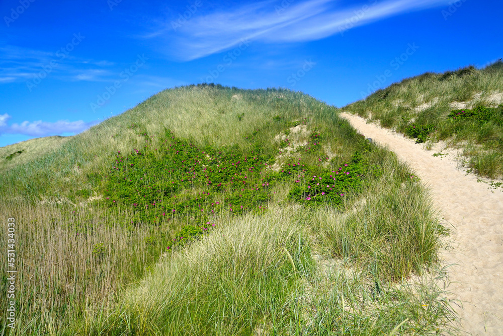 Einladender schöner Sandweg über eine hohe Düne am Meer an einem sonnigen Sommertag, Reisen, Urlaub, Dänemark