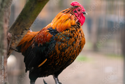 Red rooster in the farm Fototapeta