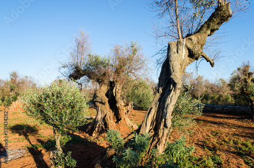 Ulivi secolari dal fusto contorto crescono in un campo dalla tipica terra rossa nella campagna del Salento, in Puglia photo