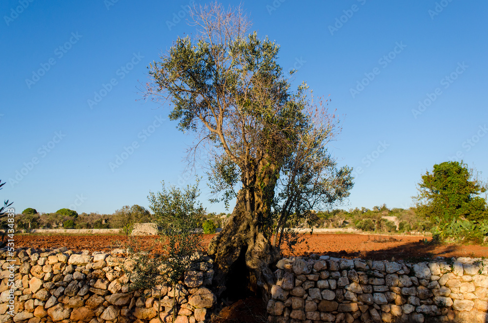 Un tipico muro a secco della campagna del Salento in Puglia con un ulivo  secolare che cresce in un campo dalla tipica terra rossa Stock Photo |  Adobe Stock