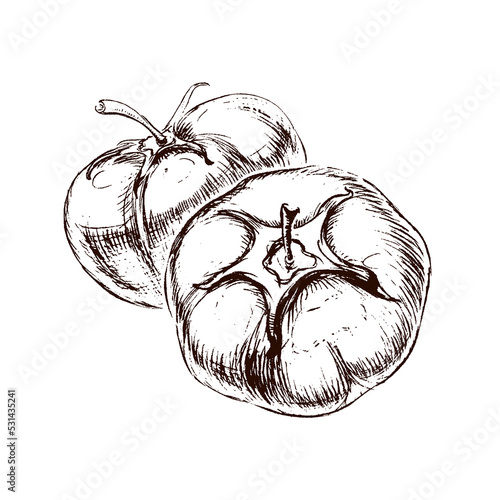 Brown sketch of couple lushy tomatoes in classic engraved style on white