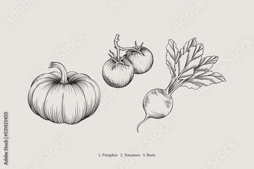 Vegetables vector drawing. Vintage drawing of pumpkin, tomatoes and beets. Harvest vegetables in graphic style