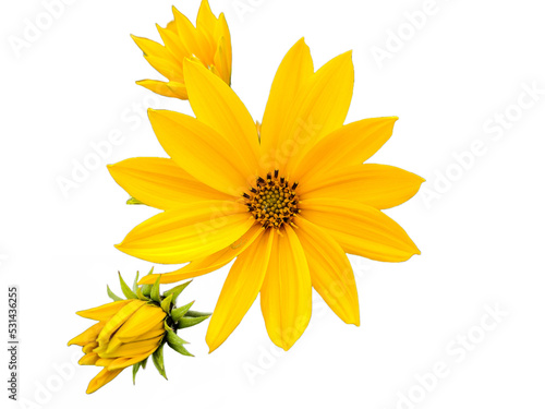 Fototapeta Naklejka Na Ścianę i Meble -  Cheerful sunflower (Helianthus) isolated on white