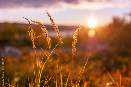 Grass close up at sunset