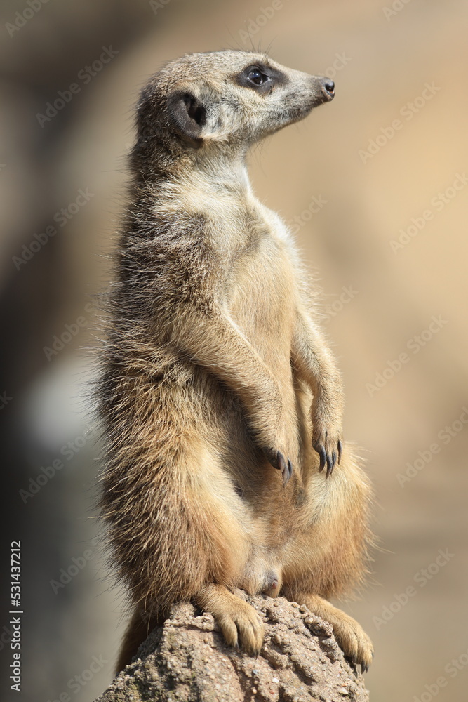 Der Wächter Der Wächter