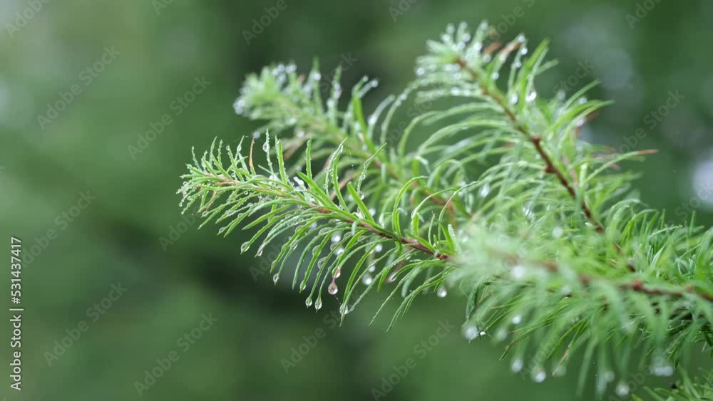 A branch of a coniferous tree with raindrops swaying in the wind. A branch of a coniferous tree with raindrops swaying in the wind.