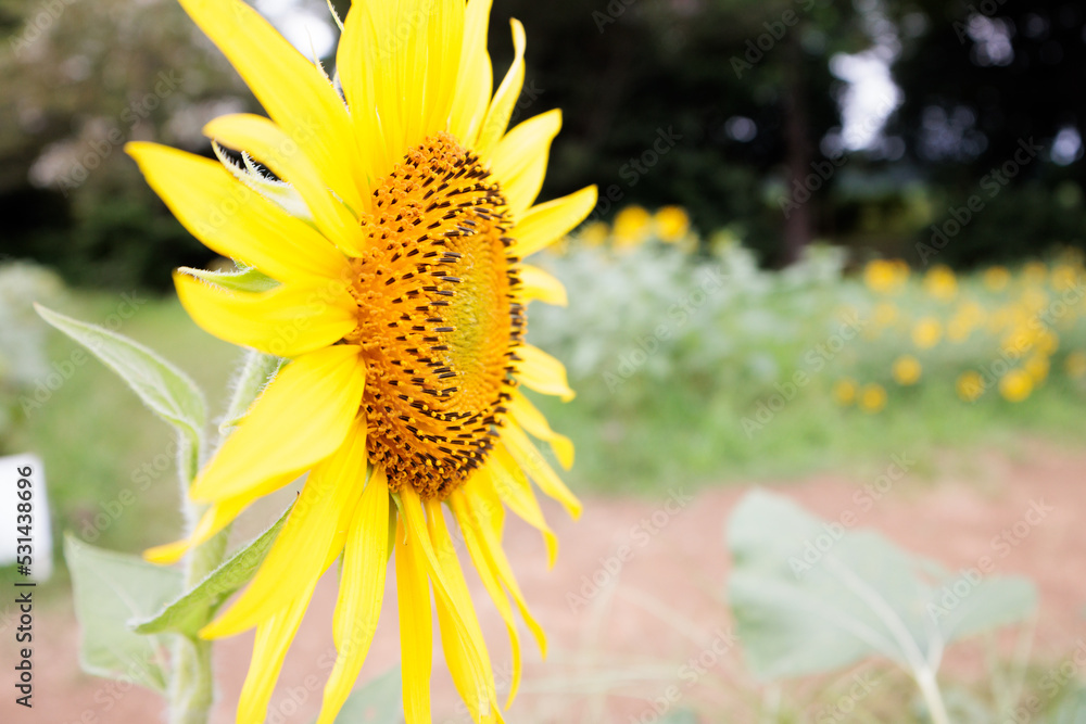 Naklejka premium ひまわり畑