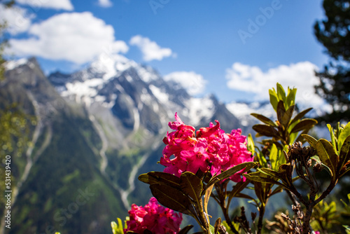 alpenrose