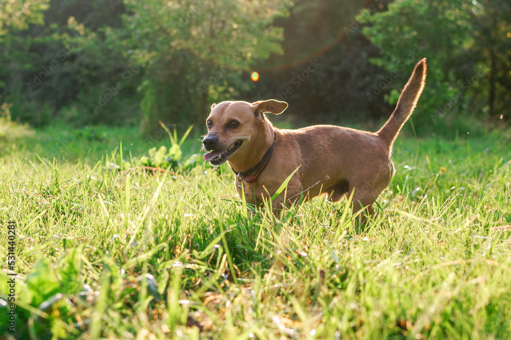 Happy small dog is running on a grass in park in sunshine. Happy small dog is running on a grass in park in sunshine.