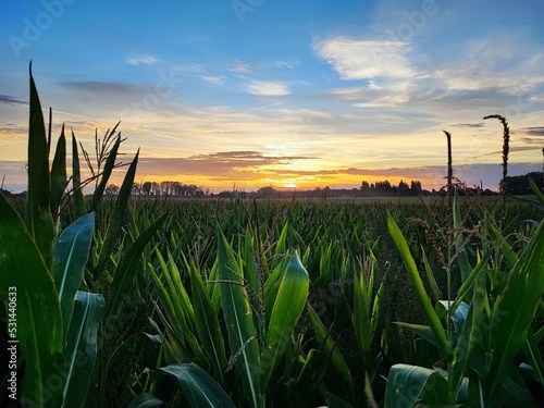 grass and sky