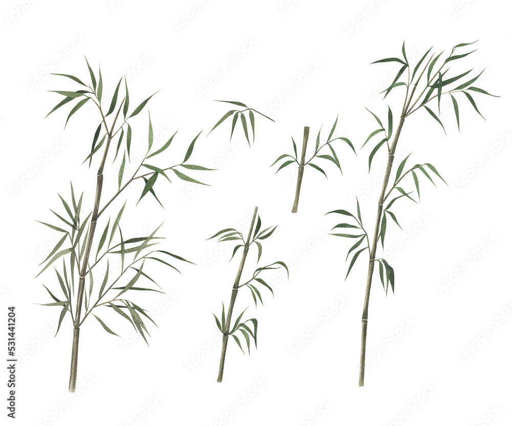 Fototapeta premium Watercolor set with bamboo. Hand drawn isolated illustration on white background