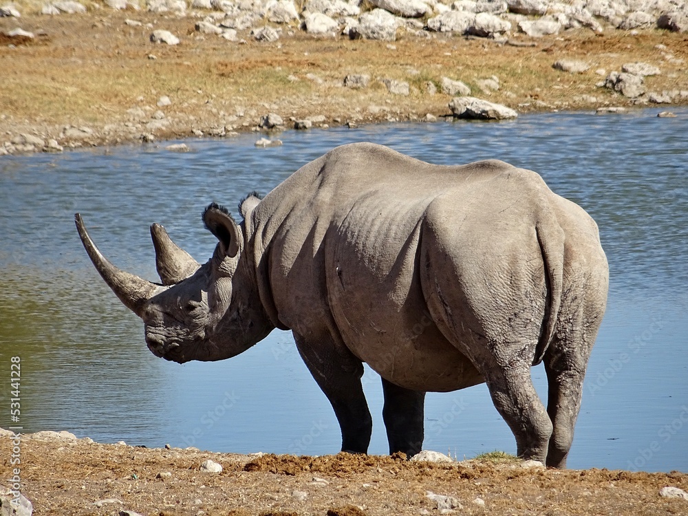 Fototapeta premium rhino in the wild