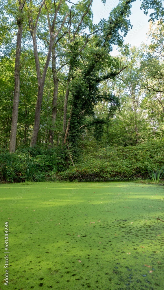 Obraz premium Ein grüner Tümpel, mitten im Wald.