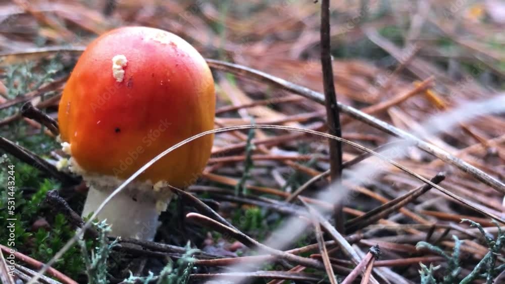 Red fly agaric in the forest close-up. Fly agaric in a coniferous forest. hallucinogenic mushroom in the forest Red fly agaric in the forest close-up. Fly agaric in a coniferous forest. hallucinogenic mushroom in the forest