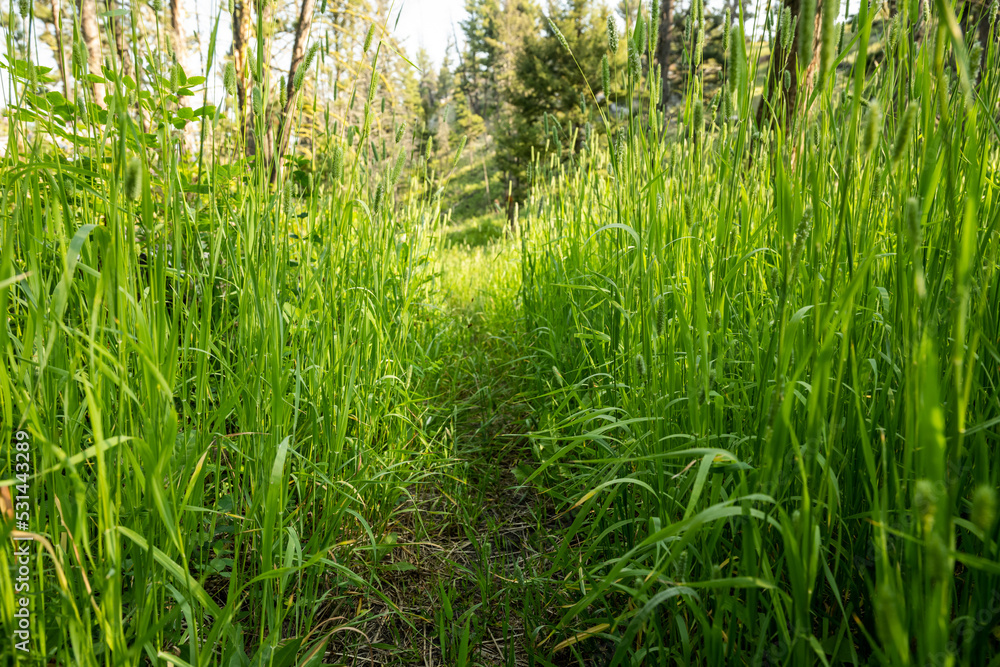 Tall Thick Grasses Choke The Rescue Creek Trail Tall Thick Grasses Choke The Rescue Creek Trail