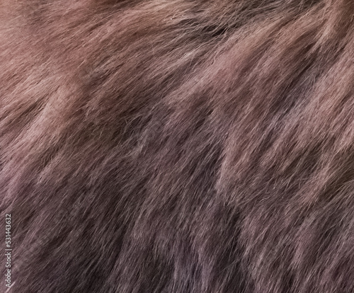 Bear Fur Close Up