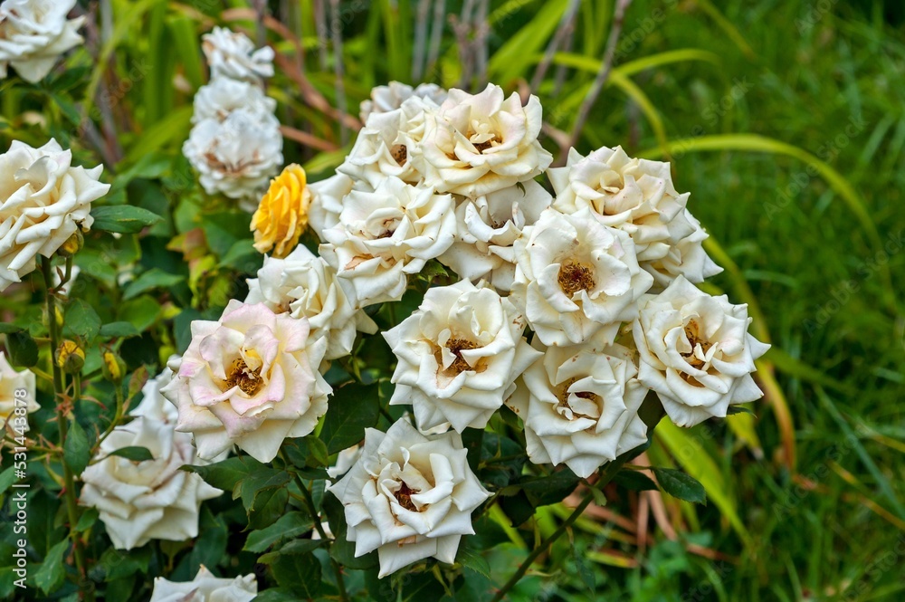 Beautiful roses grow on the lawn Beautiful roses grow on the lawn