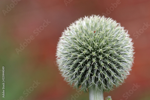 Globe thistle flower in close up