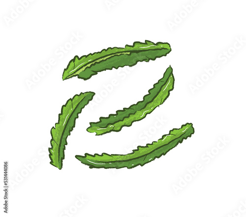 Green winged bean ingredients in flat vector illustration photo
