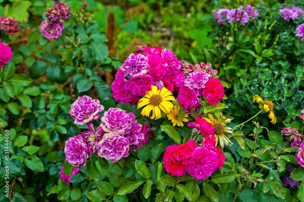 Yellow flowers among red roses grow on the lawn Yellow flowers among red roses grow on the lawn