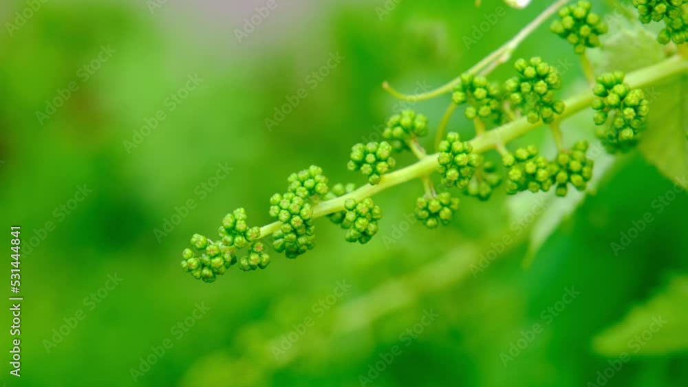 Flowering grapes close-up. How grapes bloom. Vine flowers close-up Flowering grapes close-up. How grapes bloom. Vine flowers close-up