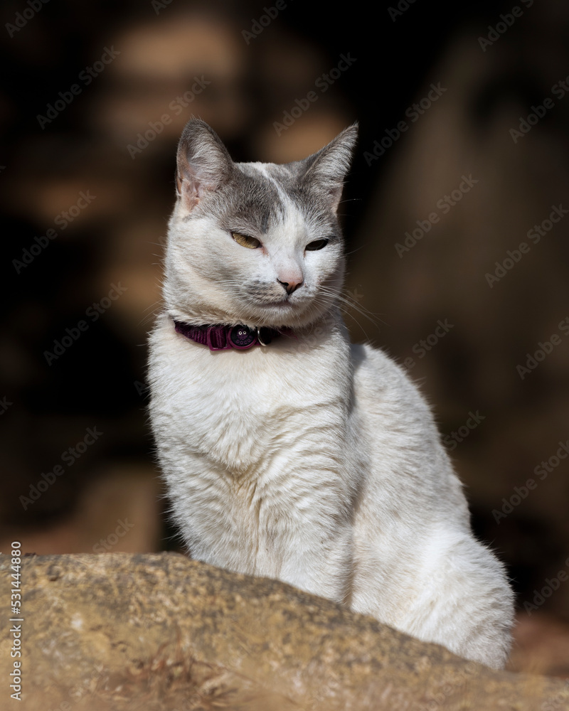 A beautiful female white cat with gray ears siting on the lawn of the house's garden. Sunbathing time. Animal world. Pet lover. Animal lover. Cat. Lover. A beautiful female white cat with gray ears siting on the lawn of the house's garden. Sunbathing time. Animal world. Pet lover. Animal lover. Cat. Lover.