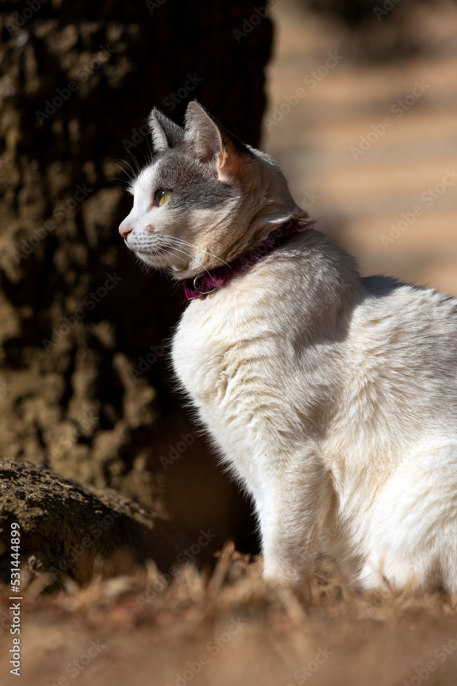 Naklejka premium A beautiful female white cat with gray ears siting on the lawn of the house's garden. Sunbathing time. Animal world. Pet lover. Animal lover. Cat. Lover.