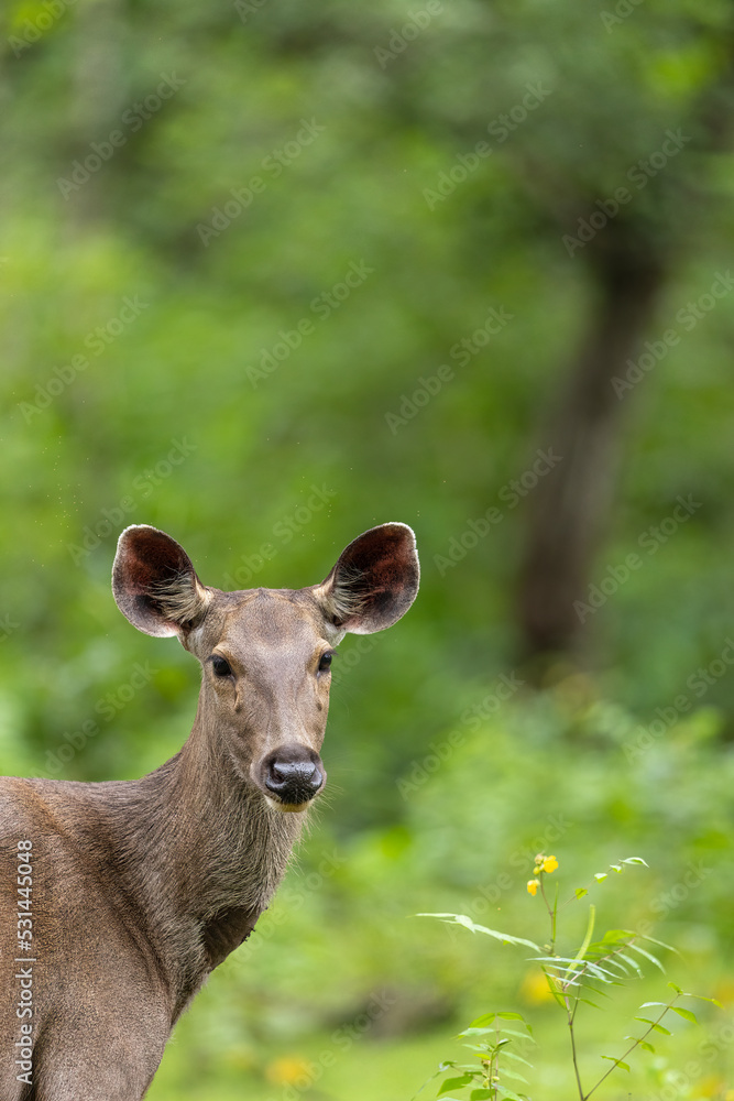 Sambar Deer Looking At You From Kabini India Sambar Deer Looking At You From Kabini India