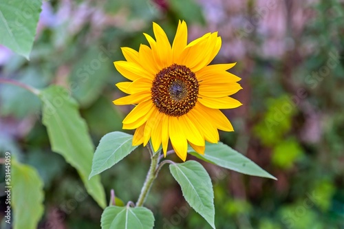 A lonely sunflower grows on the lawn
