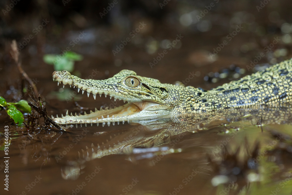 Obraz premium Crocodylus porosus Ferocious Estuarine Crocodile