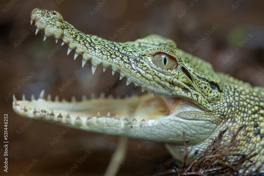 Obraz premium Crocodylus porosus Ferocious Estuarine Crocodile