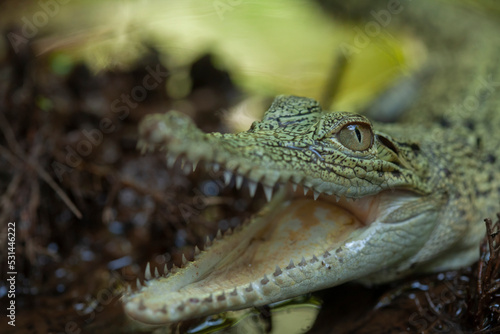 Crocodylus porosus Ferocious Estuarine Crocodile © abdul gapur dayak